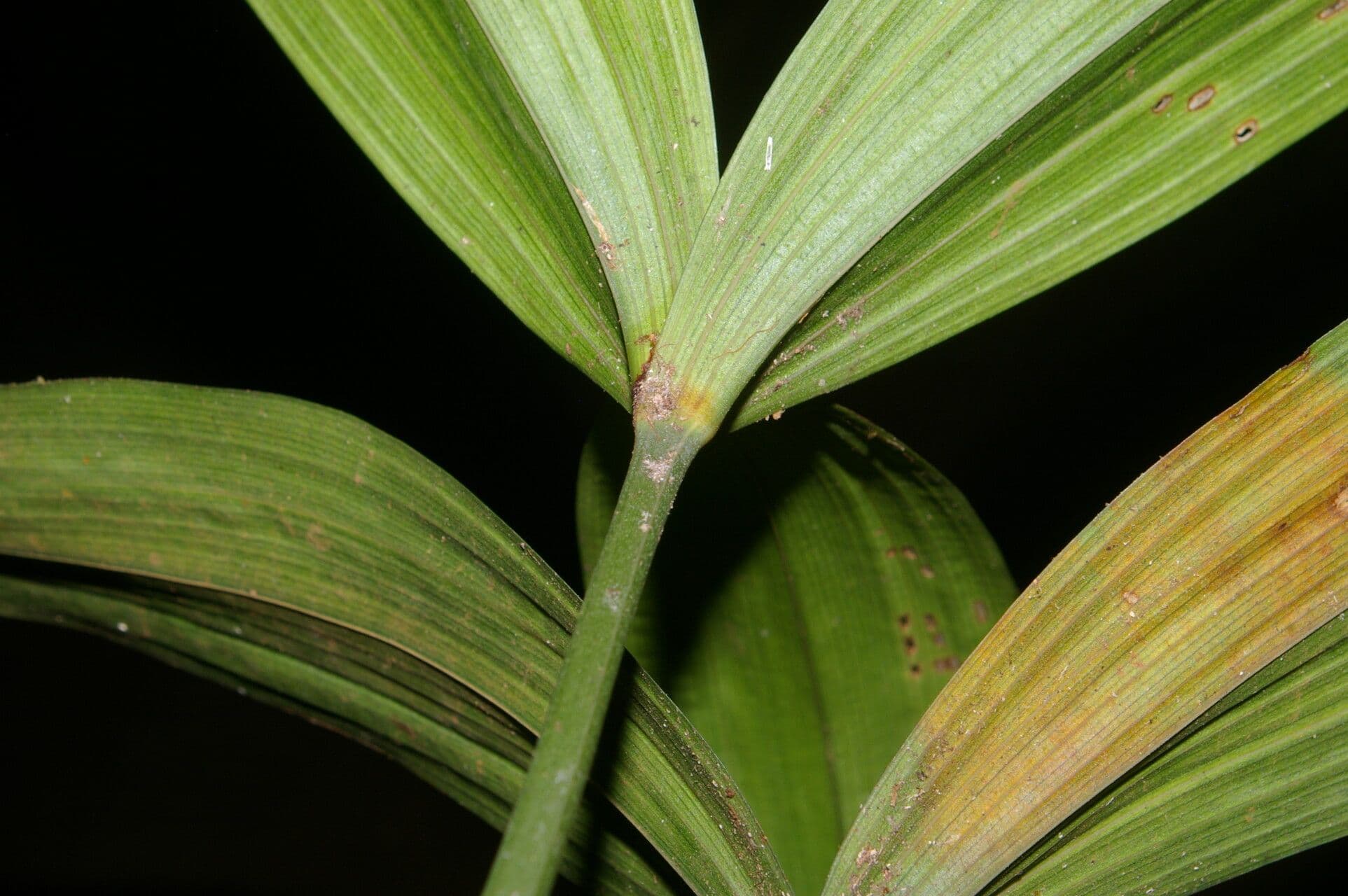 Mapania 14