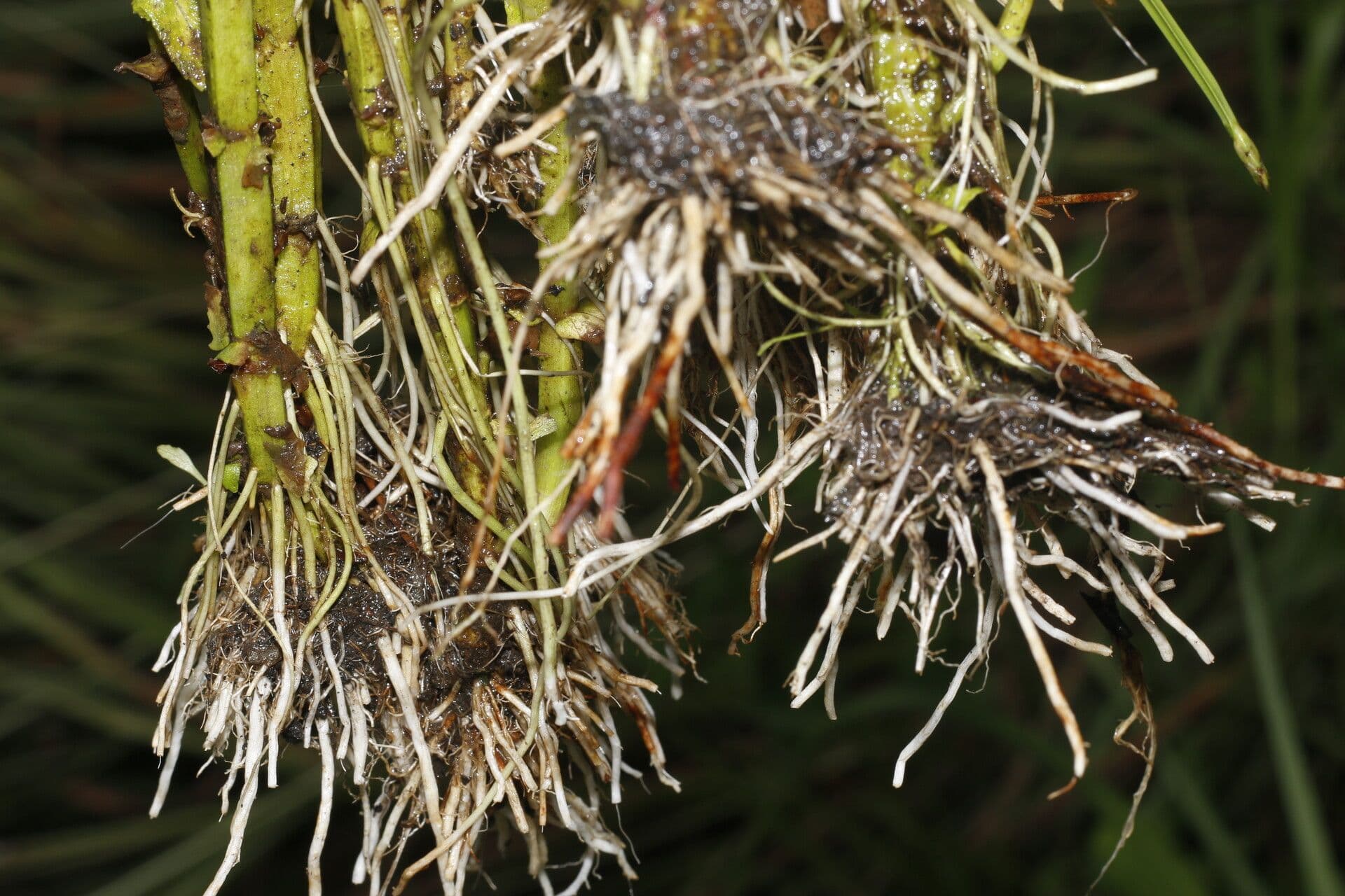 Bacopa laxiflora 6