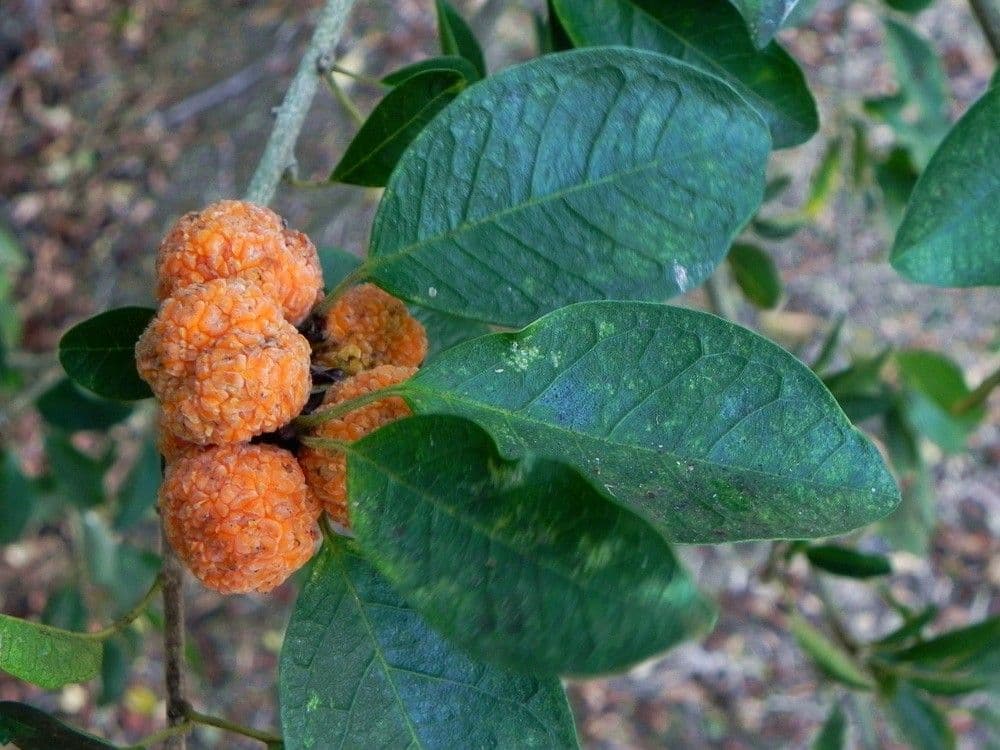 Maclura 2