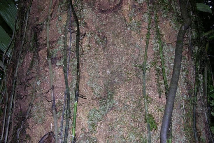 Dalbergia 8