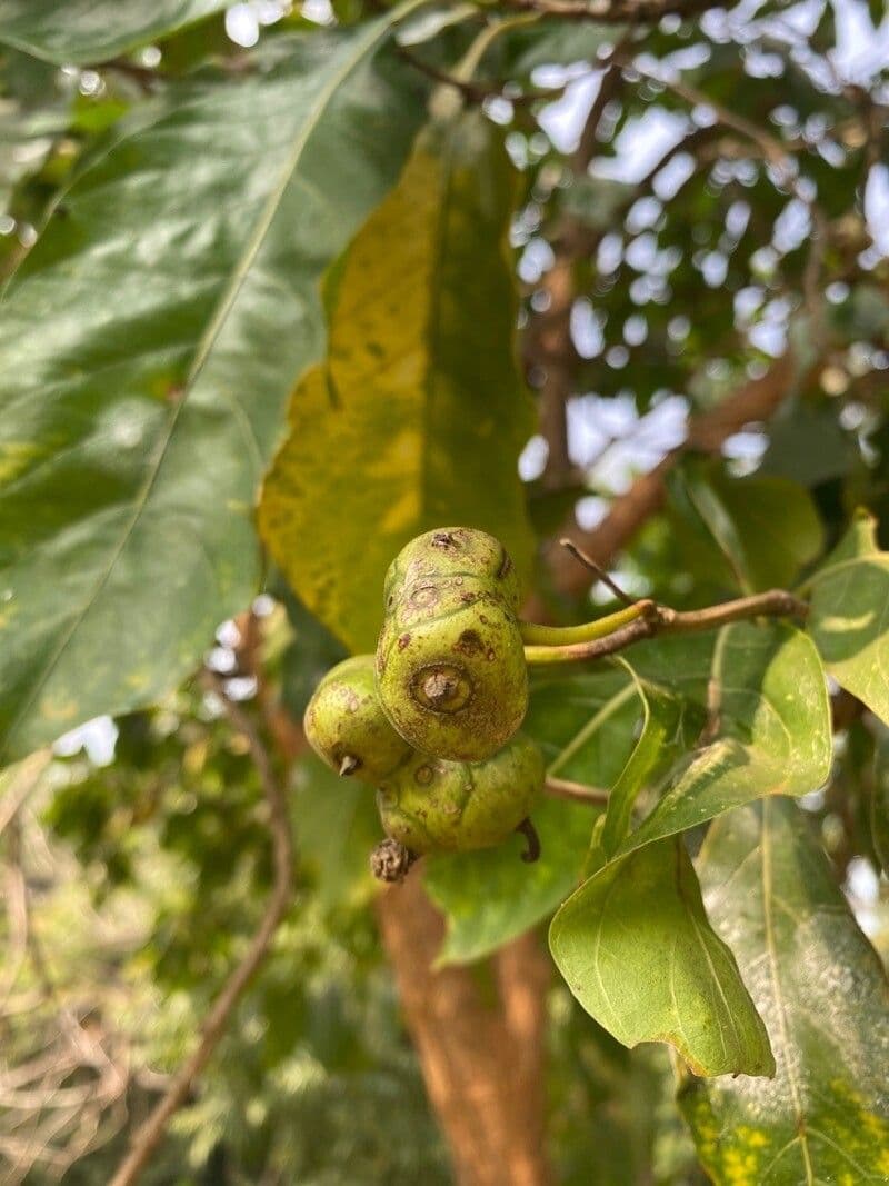 Roble teja 4
