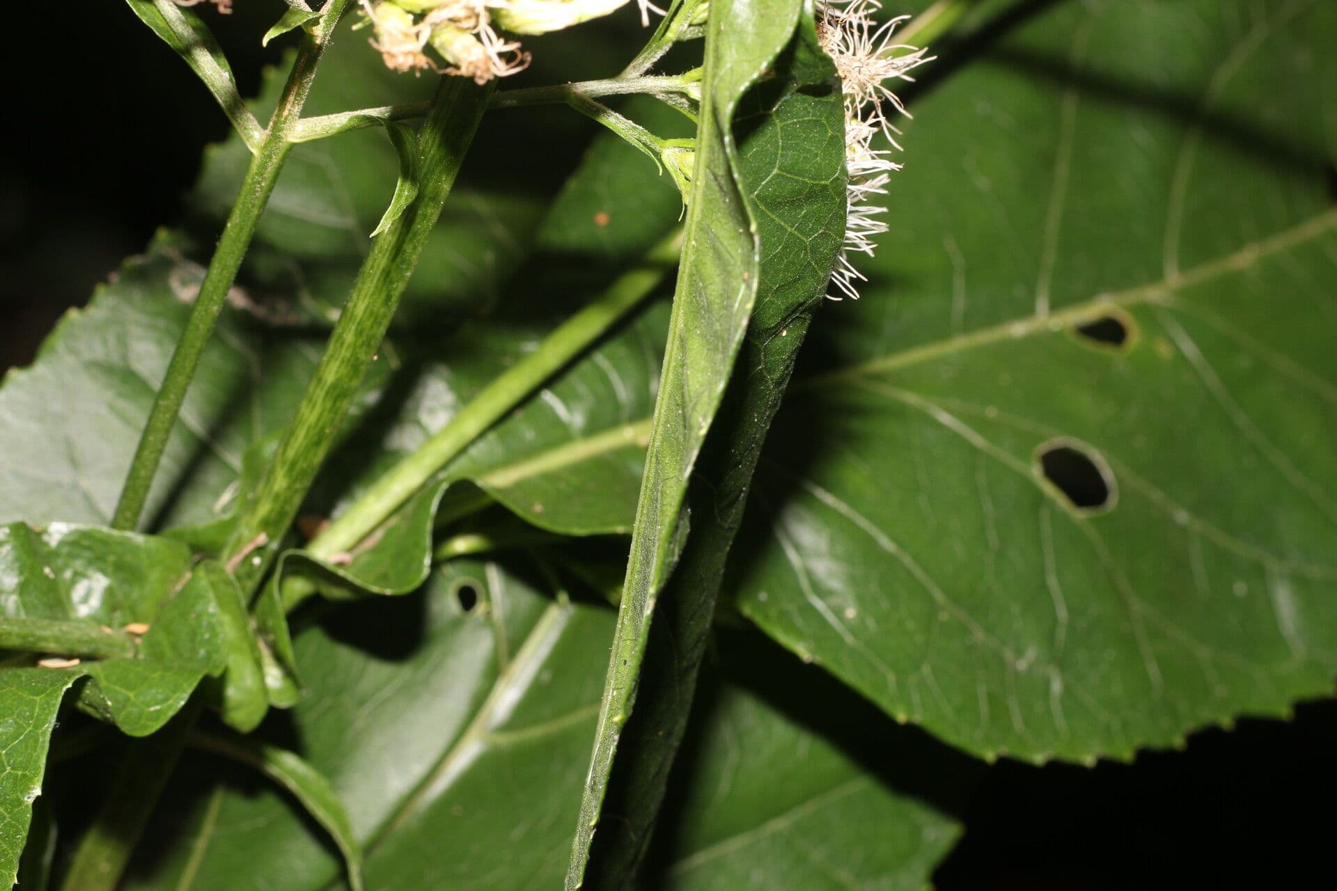Critonia 6