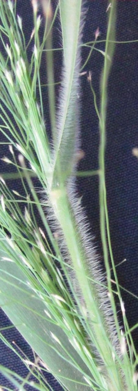 Panicum rudgei