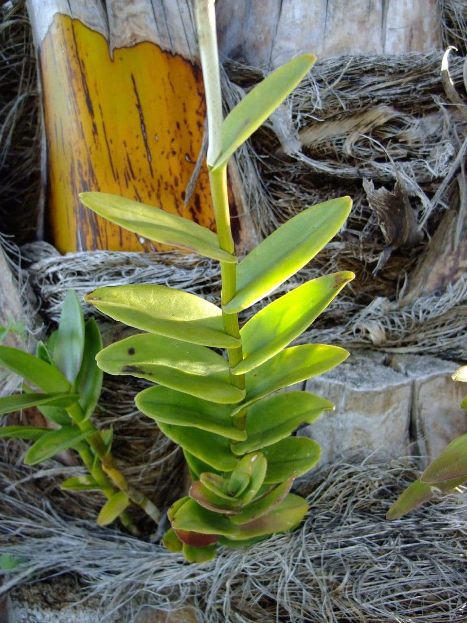 Epidendrum ibaguense 11