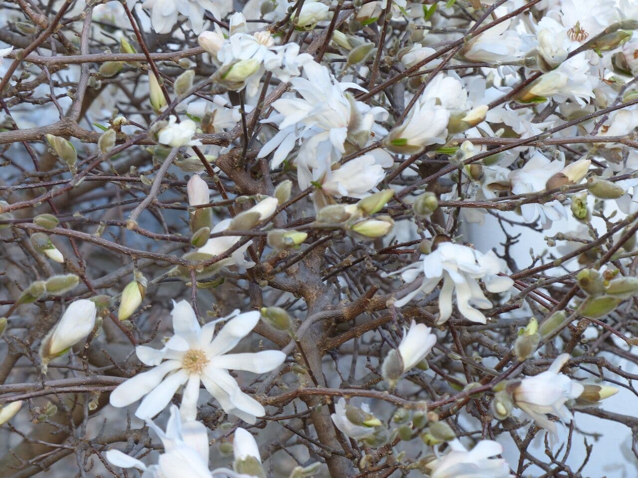 Magnolia stellata 30