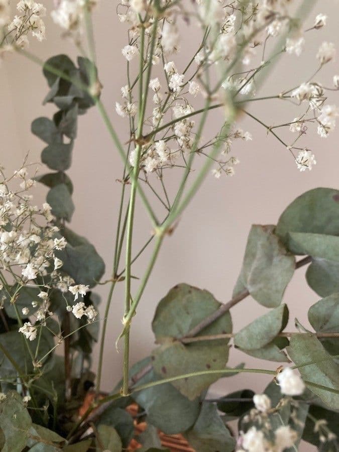 Gipsofila paniculada 25