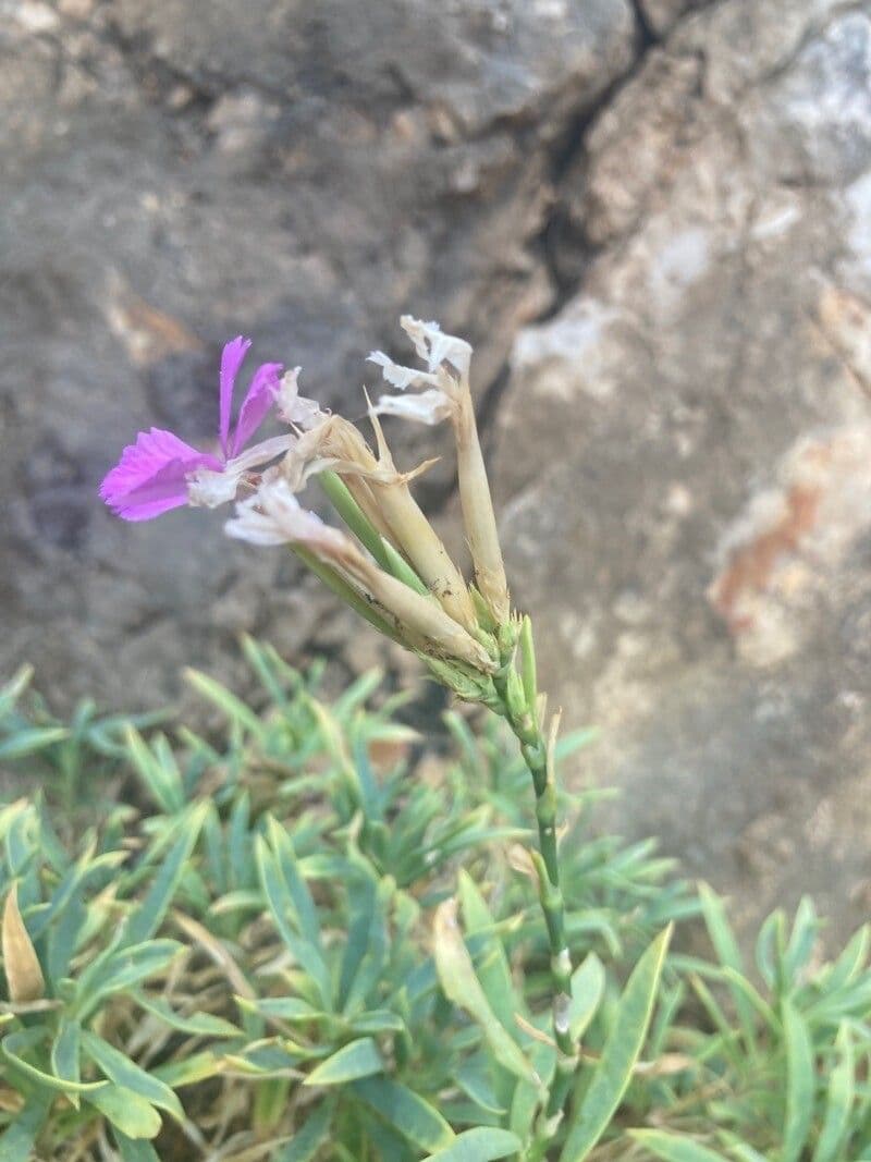 Garofano