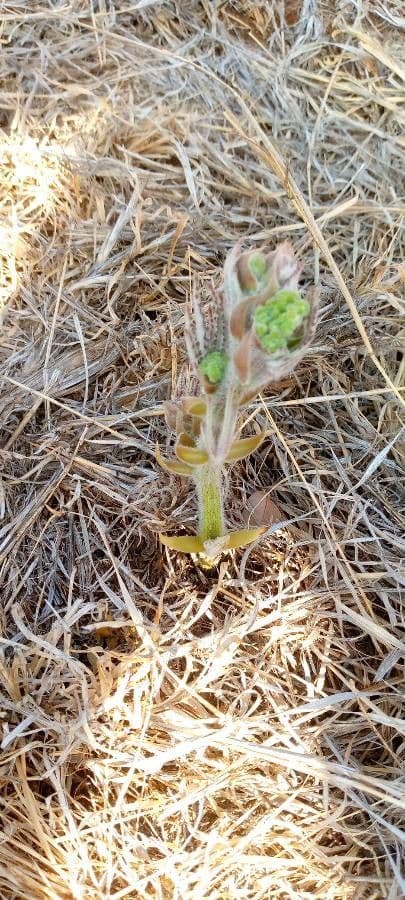 Kalanchoe 14