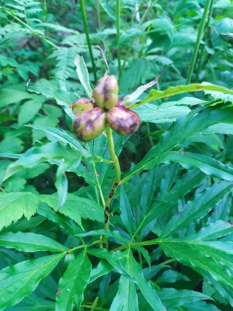Peonia anomala 9
