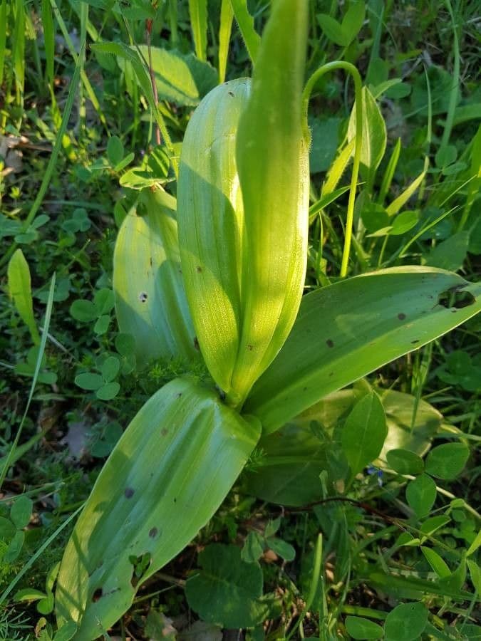 Orchidea militare 15