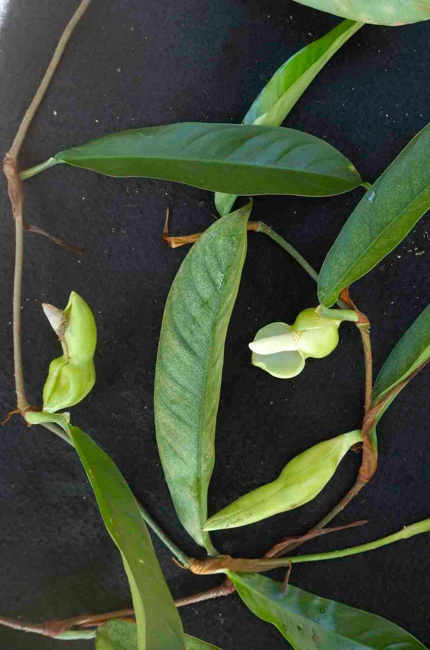 Filodendron 4
