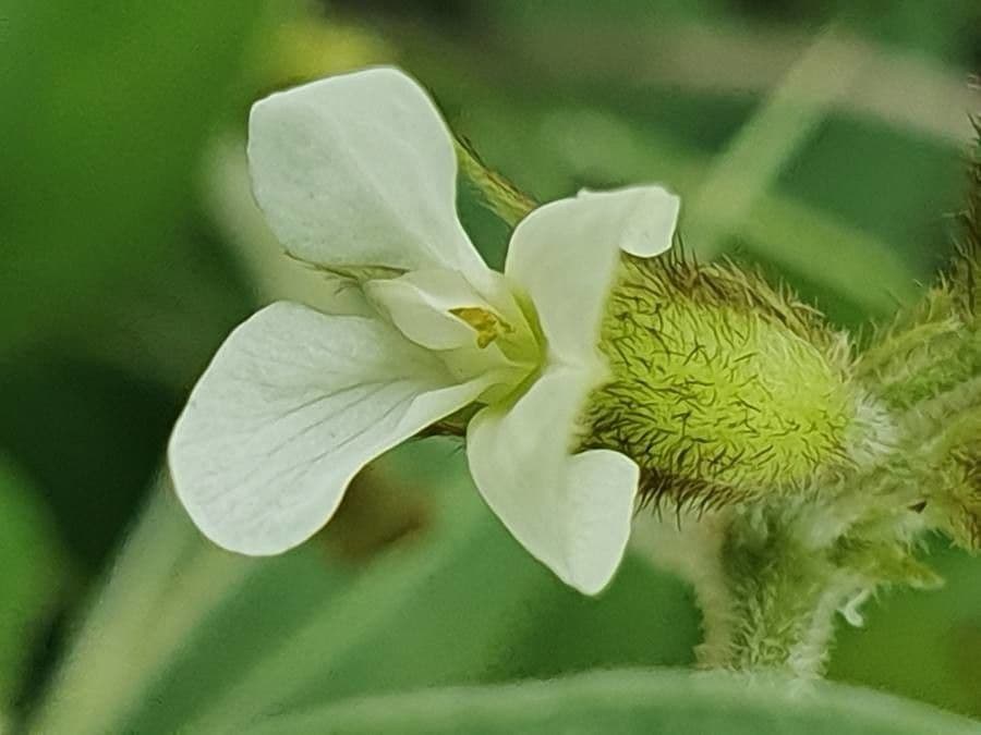 Ophrestia 2