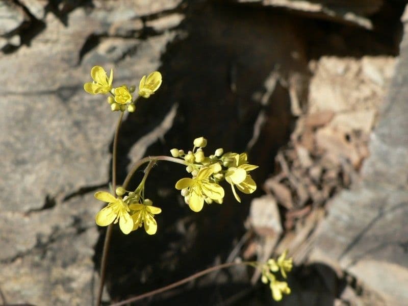 Biscutella valentina 19