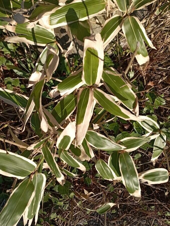Bambù palmata
