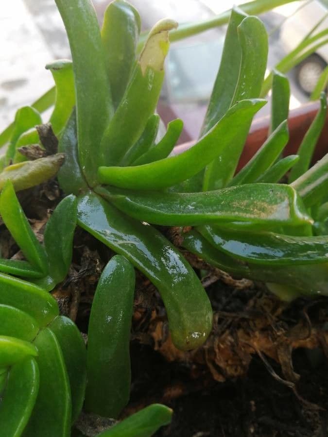 Glottiphyllum 11