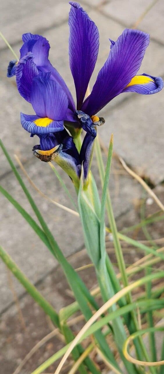 Iris xiphium 26