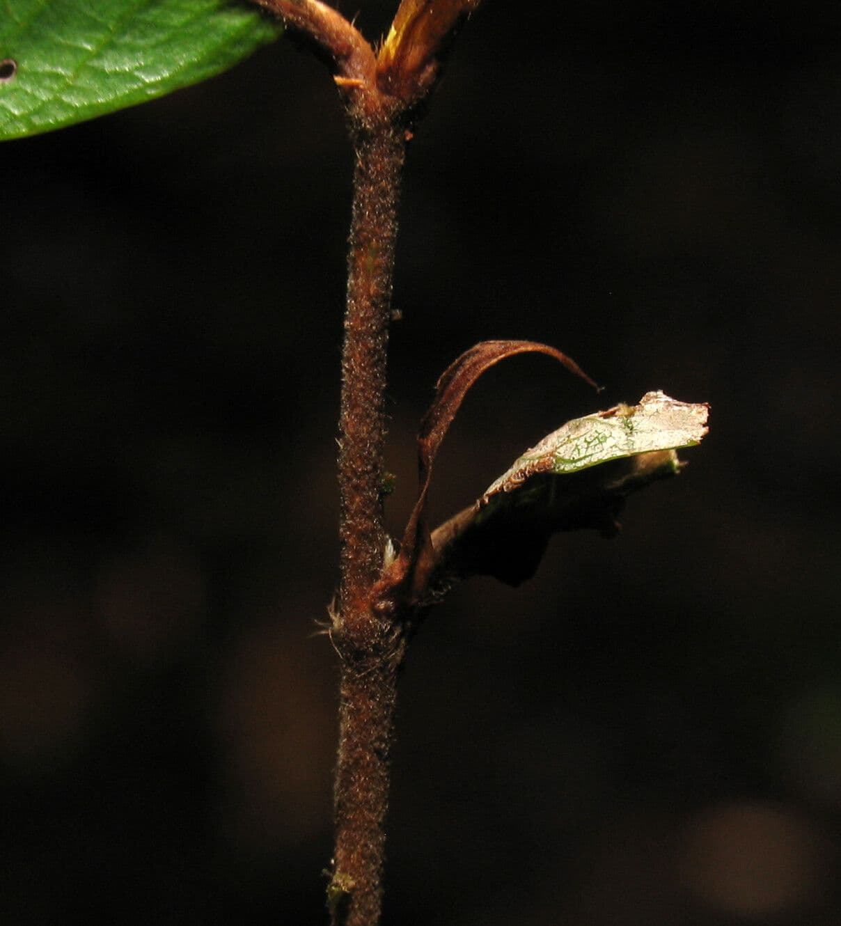 Parinari excelsa 18