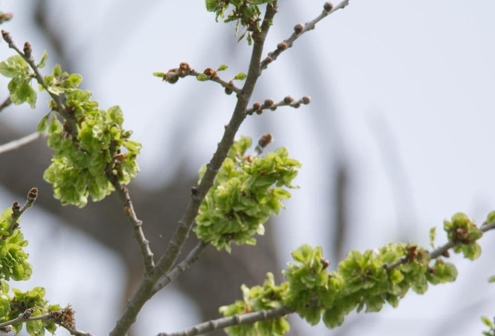 Olmo rosso 6