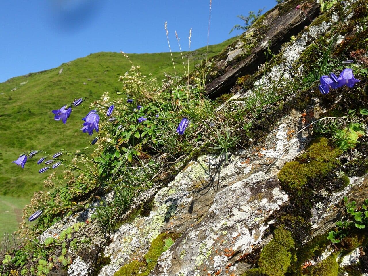 Rundblättrige Glockenblume 15
