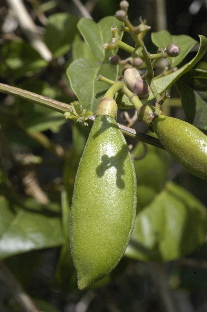 Cuscita ombrelliforme
