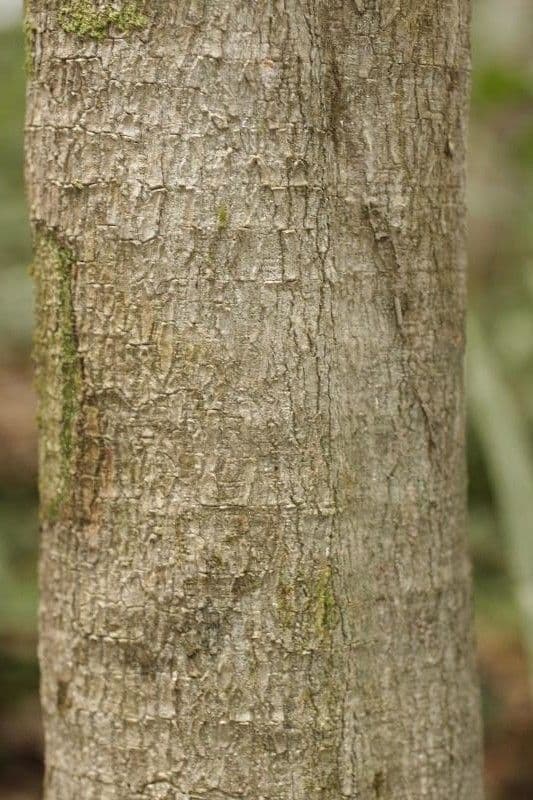 Rhabdodendron 7