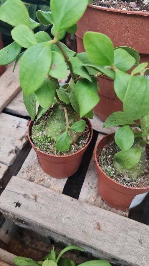 Hydnophytum 6