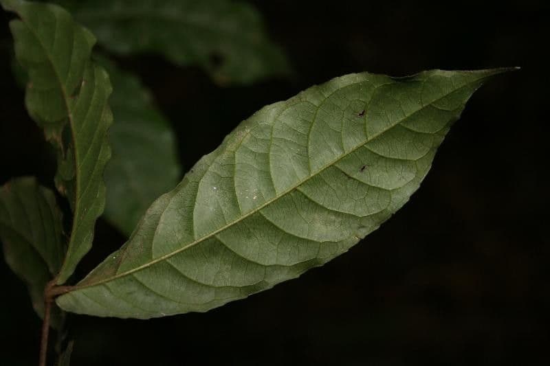 Rinorea 6
