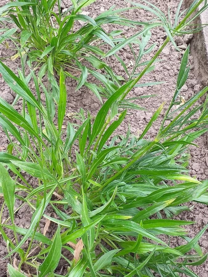 Didymocarpus 8