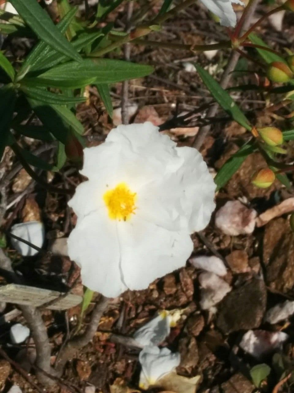 Cistus 4