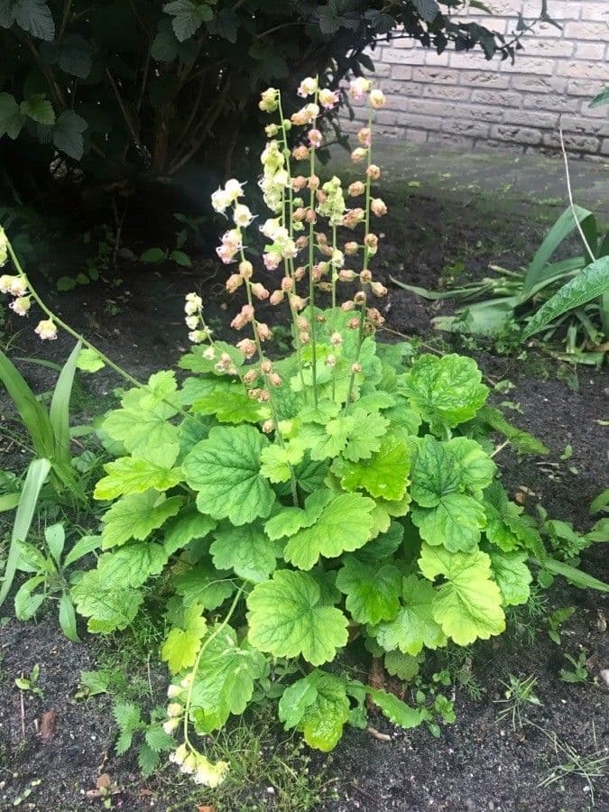 Tellima grandiflora 15