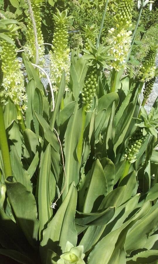 Eucomis 4
