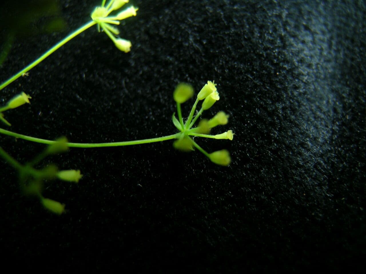Bupleurum lancéolé 3