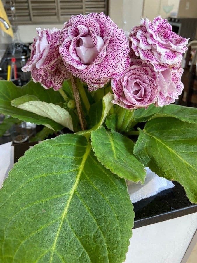 Gloxinia 11