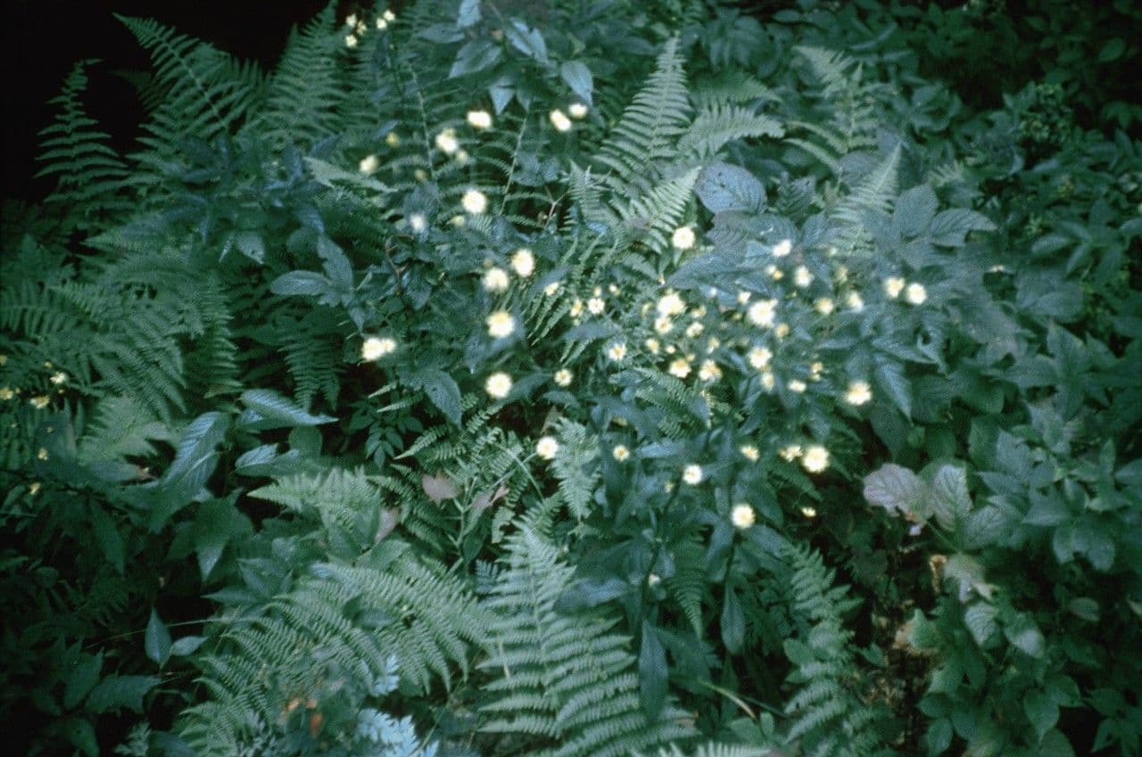 Hieracium paniculatum 7