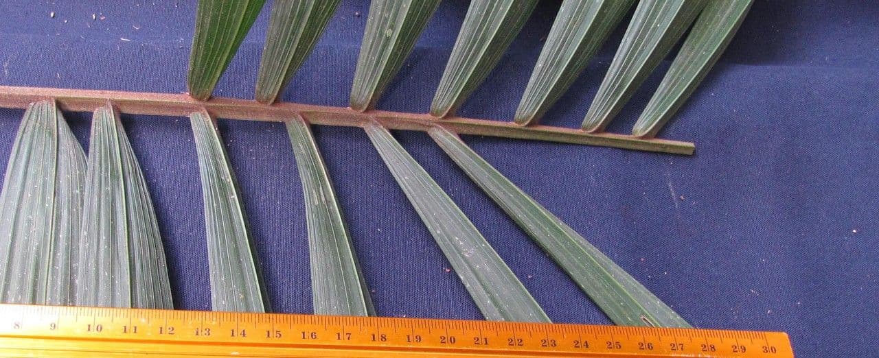 Bactris 14