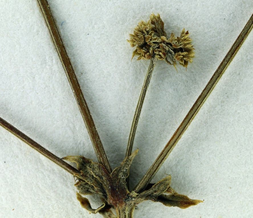 Sanicula 9
