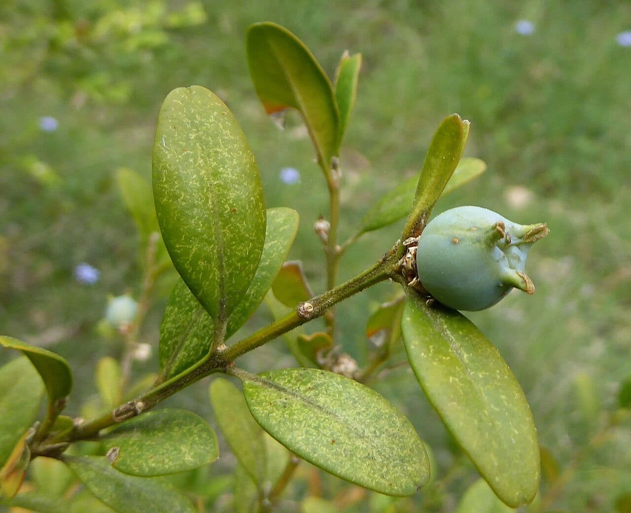 Bosso sempreverde 21