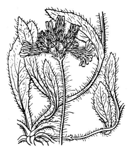 Pilosella caespitosa 21
