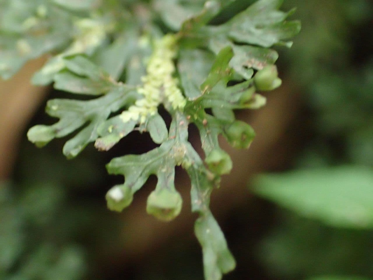 Hymenophyllum 4