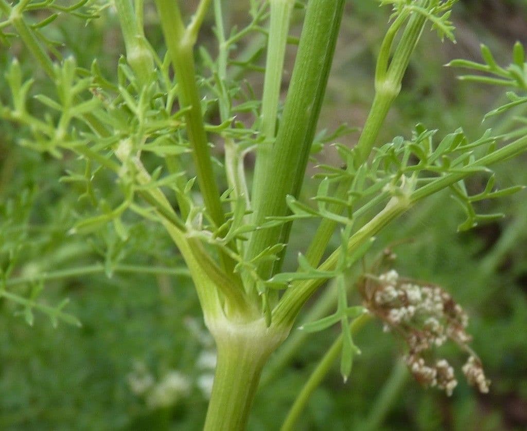 Ligusticum 4