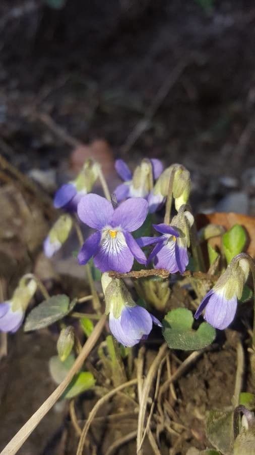 Viola dei colli 5