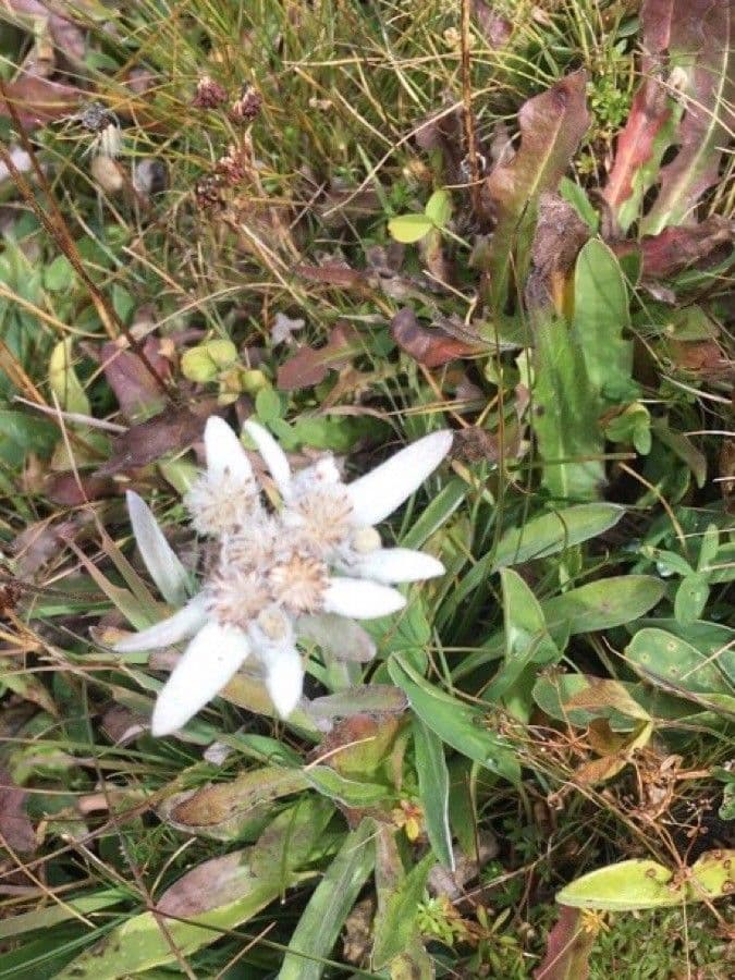 Plesnivec alpský 17