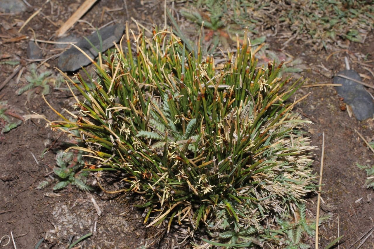 Trichophorum 3