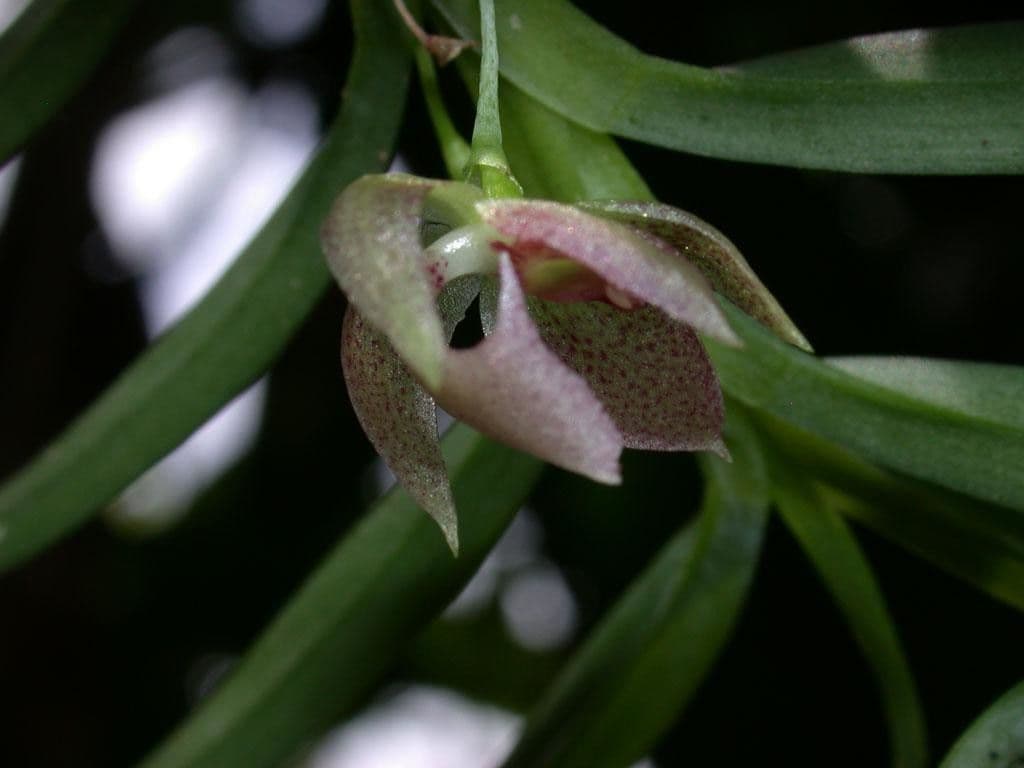 Dichaea 8