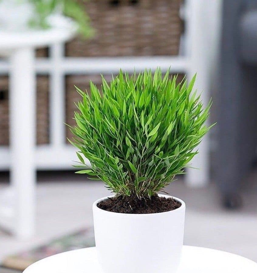 Pogonatherum 7
