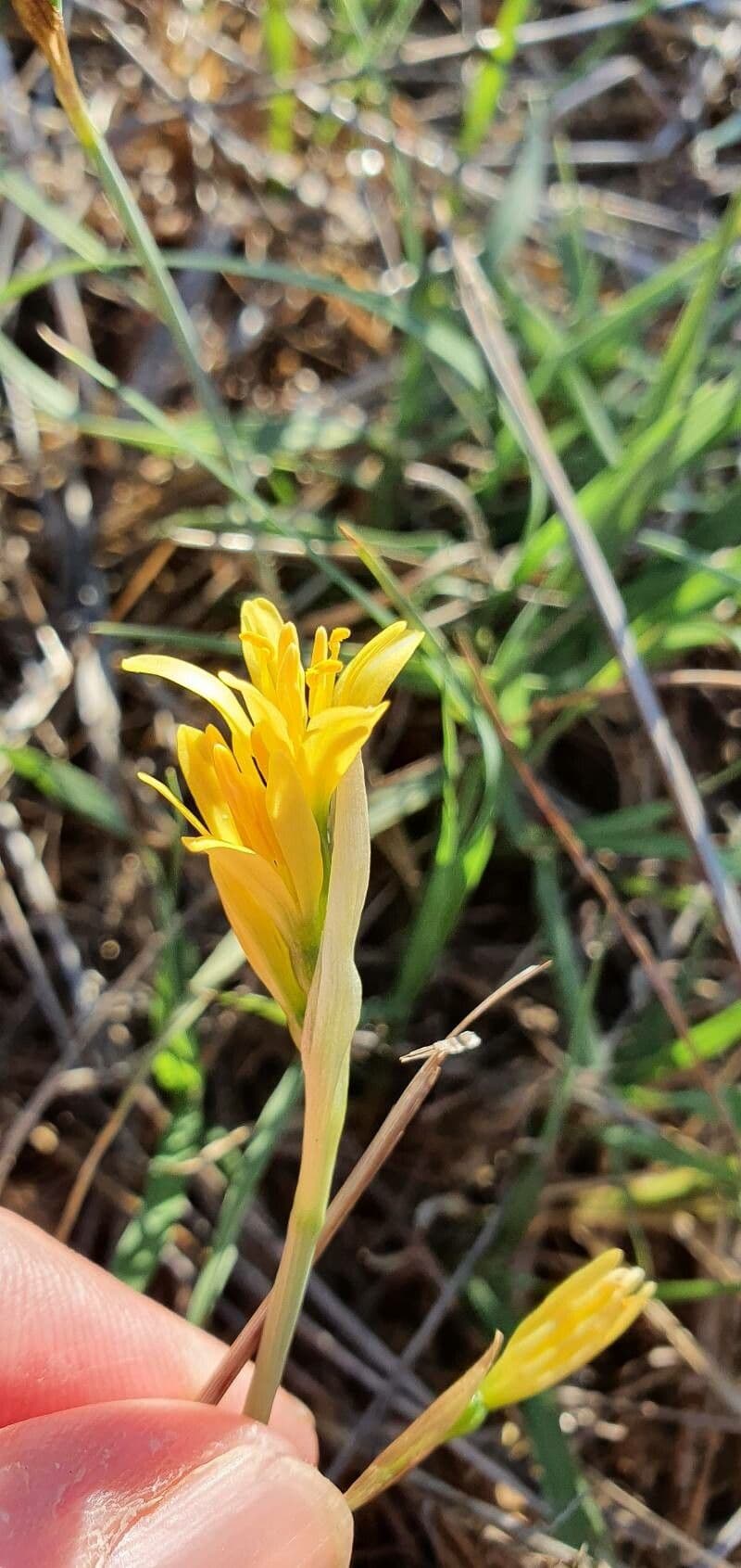 Narciso