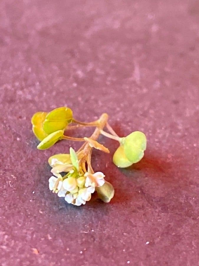Lepidium perfoliatum 6