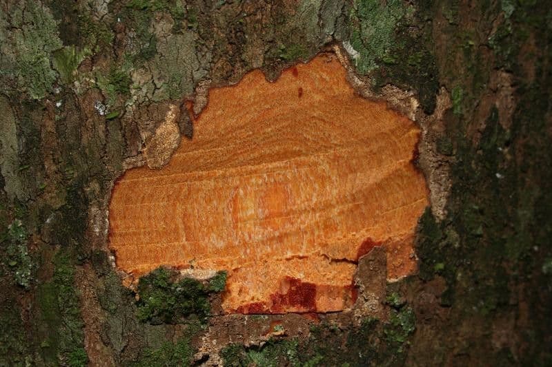 Glycydendron 15