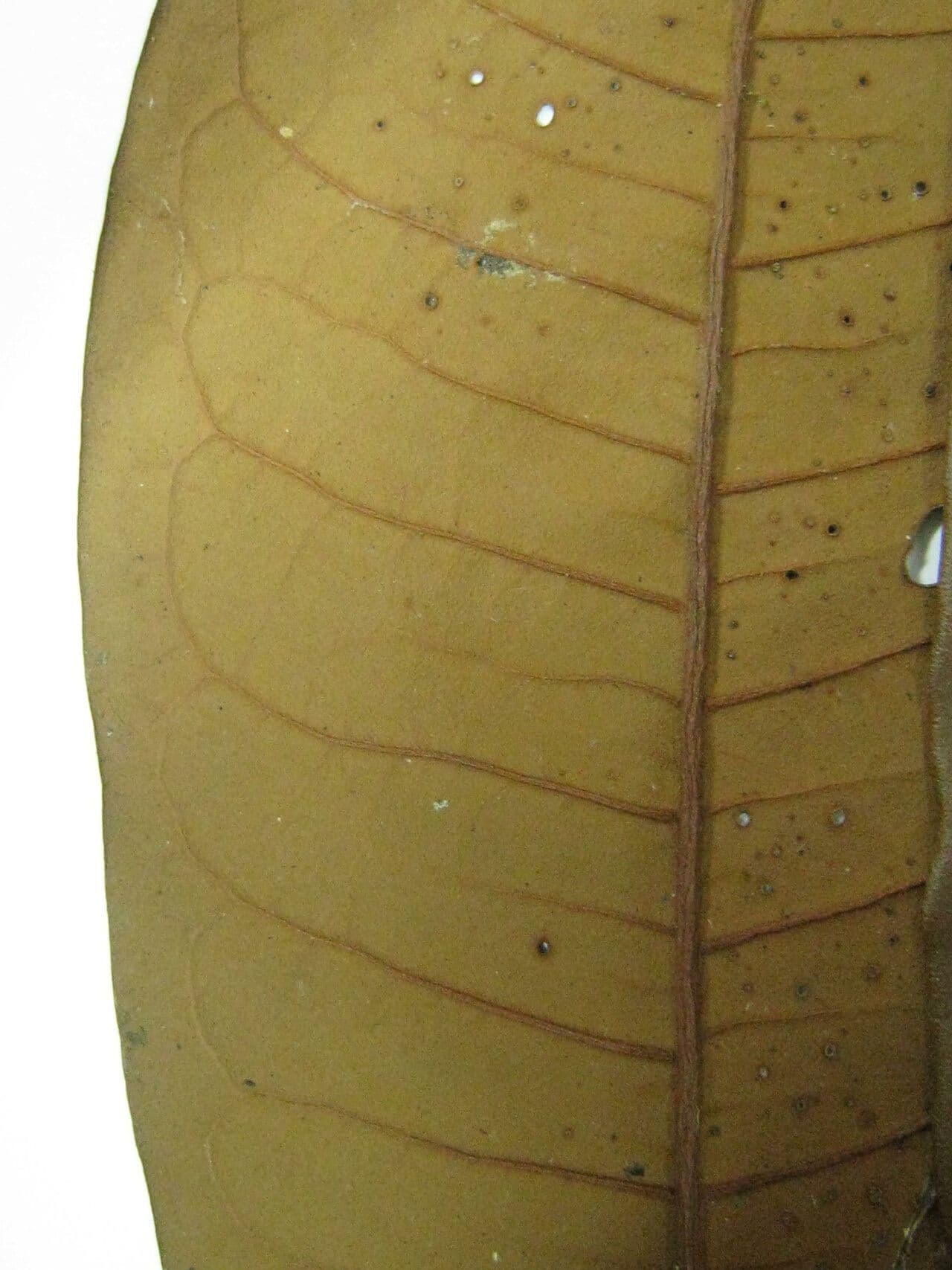 Iryanthera 14