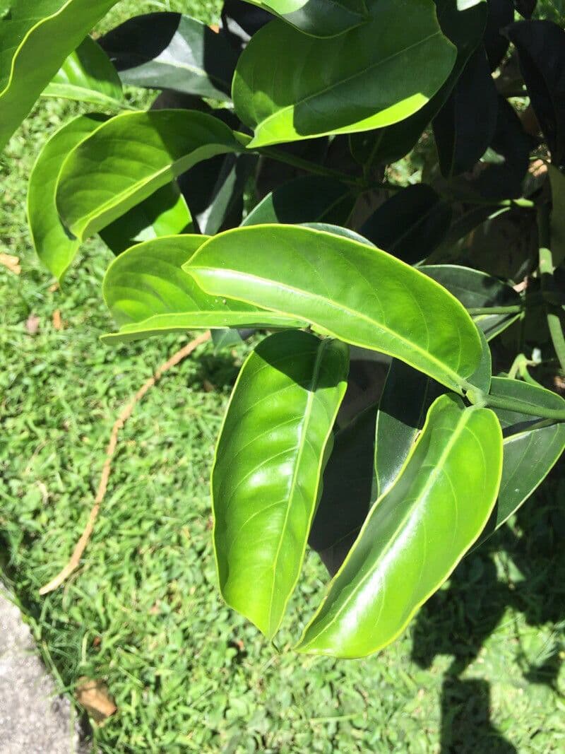 Posoqueria latifolia 14